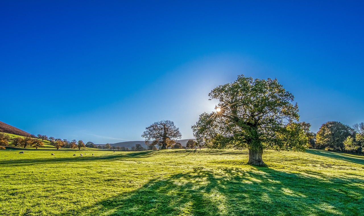 tree-2916763_1280(1).jpg